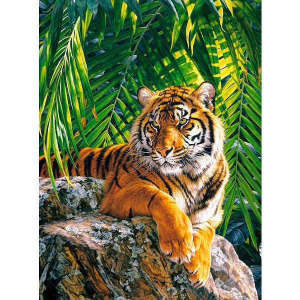 Puzzle 500 pièces : Tigre de Sumatra - Castorland-51649