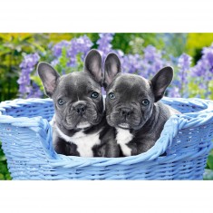 French Bulldog Puppies - Puzzle 1000 Pieces - Castorland