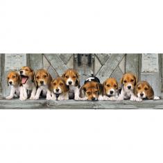 Puzzle panoramique 1000 pièces + poster : Beagles