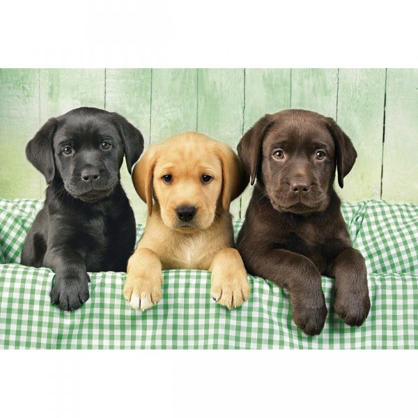 Puzzle 1000 chiens : Trio de labradors - Clementoni-39279