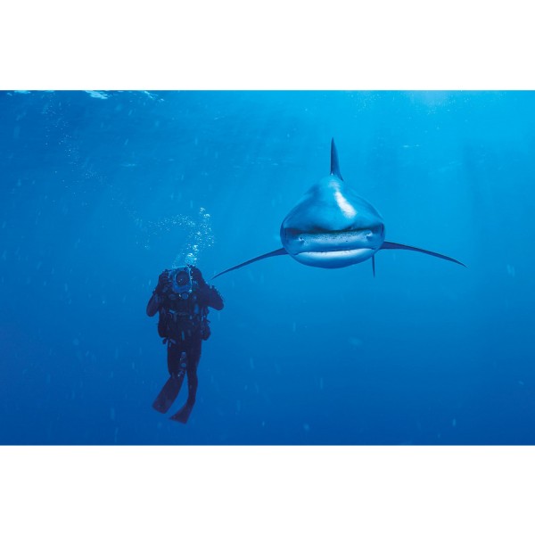 Puzzle 1000 pièces : National Geographic : Requin longimane - Clementoni-39303
