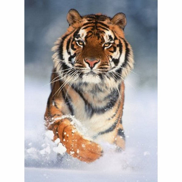 Puzzle 1000 pièces - Un tigre dans la neige - Clementoni-39171