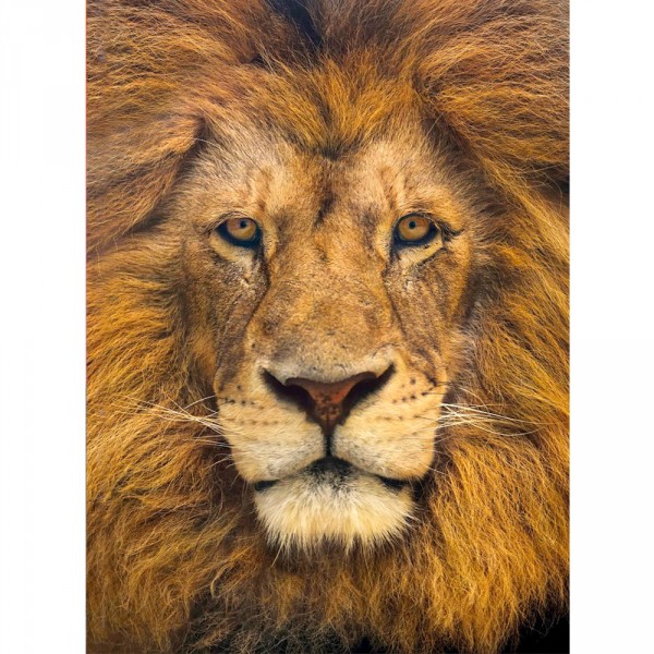 Puzzle 500 pièces : Portrait de lion - Clementoni-30230