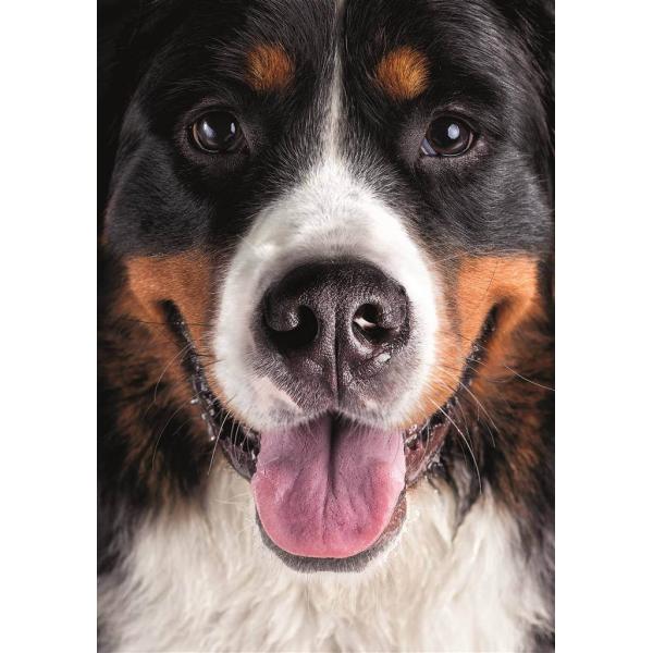 furry dog 300 xl puzzle new - Dino-472242