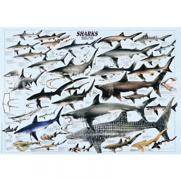Puzzle 1000 pièces - Les requins - Ricordi-58042