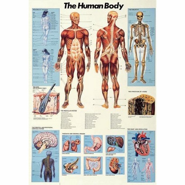 Puzzle 1000 pièces - Science : Le corps humain - Ricordi-58018