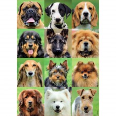 500 pieces puzzle: Collage dogs