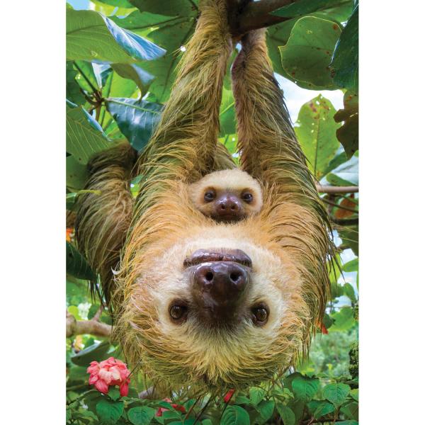 Puzzle 250 pieces: Save our planet collection: Sloths - EuroG-8251-5556