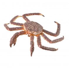 Figurine Animaux Marins (Xl): Crabe Royal