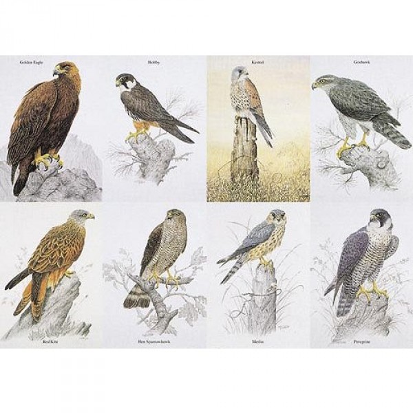 Puzzle 1000 pièces - Oiseaux de proies anglais - Hamilton-BP1/1011