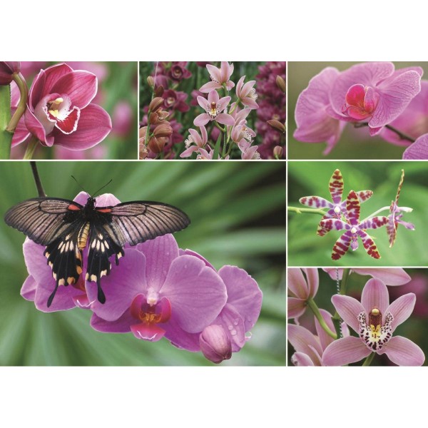 Puzzle 1000 pièces : Orchidées - Diset-18354
