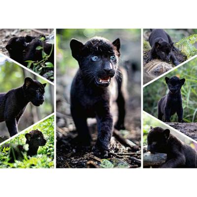 Puzzle 1500 piÃ¨ces : Collection Vie Sauvage - Le dernier jaguar