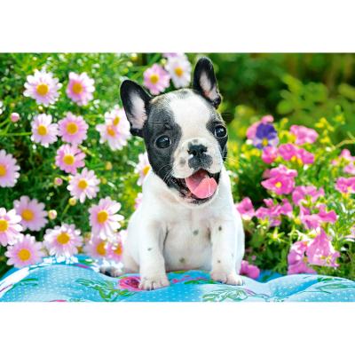 Puzzle 500 piÃ¨ces : Chiot Bouledogue FranÃ§ais
