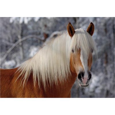 puzzle 239 piã¨ces - magie des chevaux : cheval haflinger i