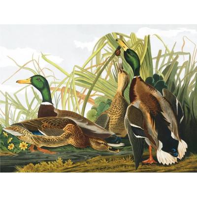 Puzzle 1000 piÃ¨ces : Canards colverts