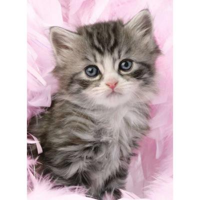 Puzzle 500 piÃ¨ces - Douceur de chaton