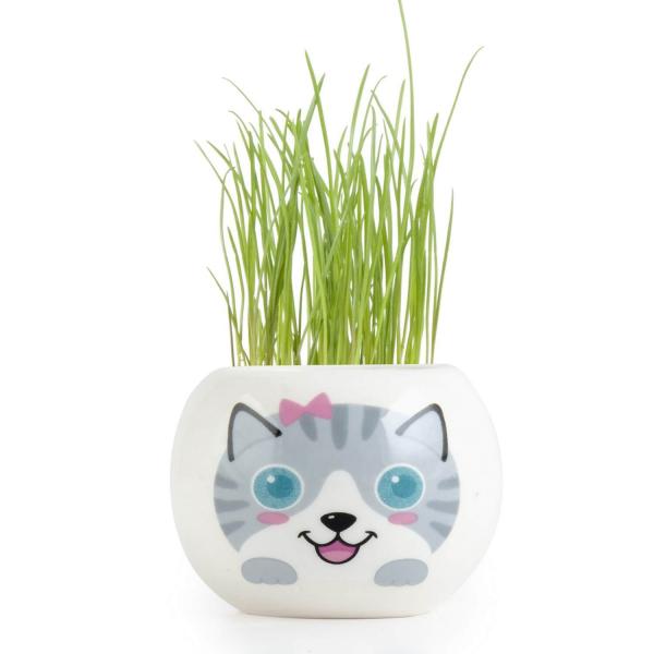 Kit de jardinage : céramique chat gris - RadisetCapucine-36753