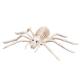 Miniature Squelette d'araignée 23 x14cm