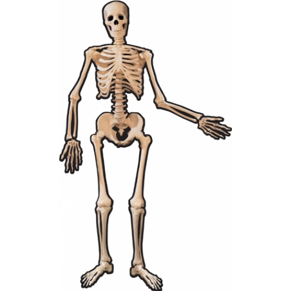 Décor squelette articulé - 190008-55