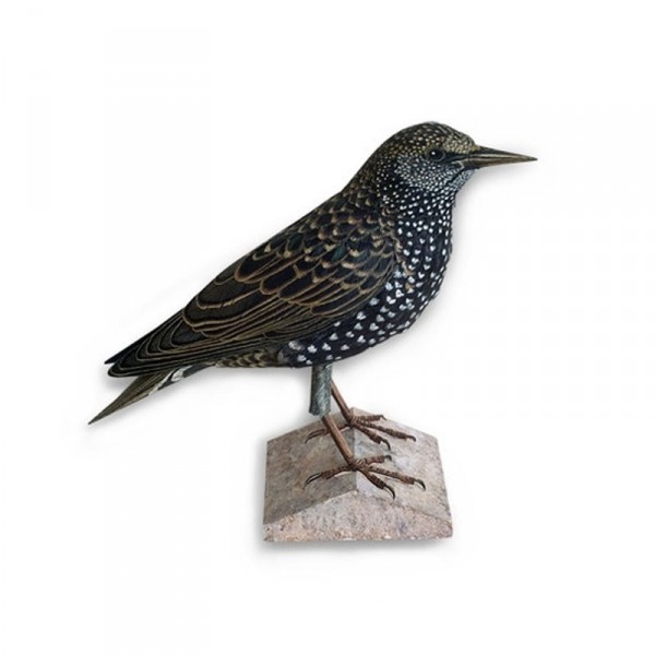 Maquette en carton : Animal : Oiseau Starling - Schreiber-Bogen-A49