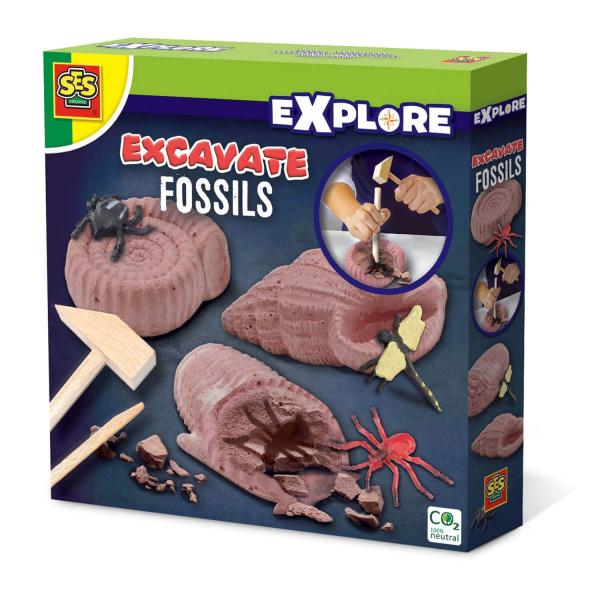 Découvre des fossiles - SES Creative-25066