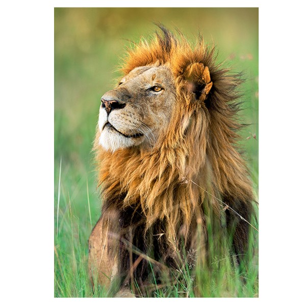 Puzzle 1000 pièces Nature Limited Edition : Lion, Kenya - Trefl-10517