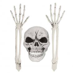 Skeleton set: Skull and arms