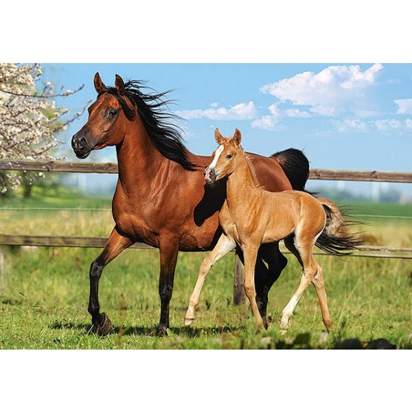 260 pieces puzzle: Mare and foal - Castorland-27064