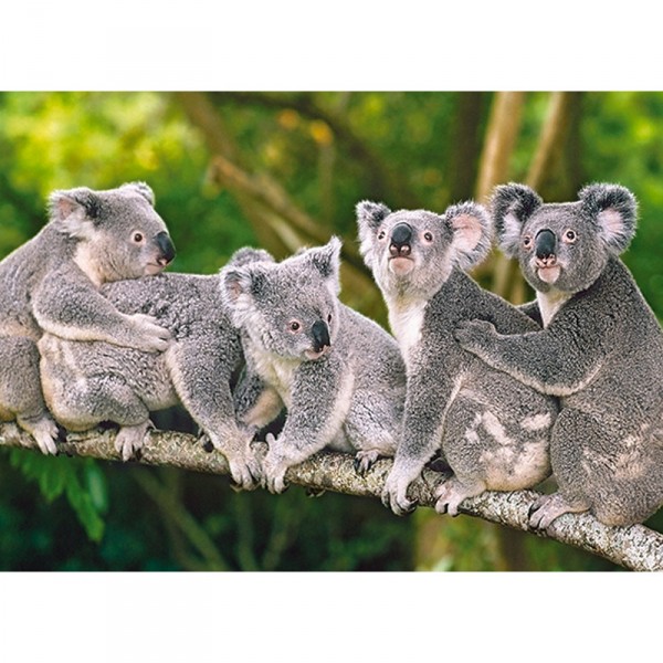 Puzzle 120 pièces : Famille de koalas - Castorland-B-13289-1