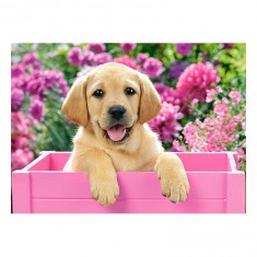 300 Teile Puzzle: Labrador in einer rosa Schachtel
