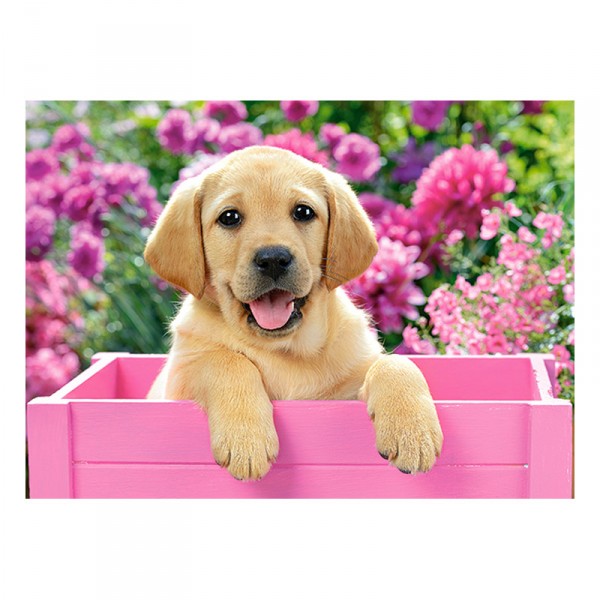 Puzzle de 300 piezas: Labrador en caja rosa - Castorland-030071