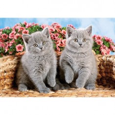 Puzzle de 54 piezas - Mini Puzzle: gatitos grises en una sesión de fotos