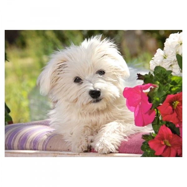 Puzzle 70 pièces : White Terrier - Castorland-007165