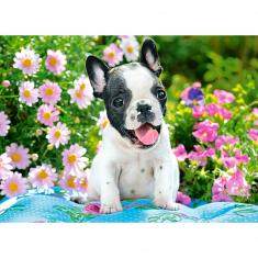 70 piece puzzle : French Bulldog Puppy  