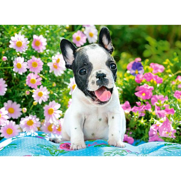 70 piece puzzle : French Bulldog Puppy   - Castorland-B-070152