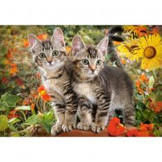 Puzzle Chat Et Chaton Rue Des Puzzles