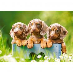 Puzzle de 500 piezas : Lindos Dachshunds