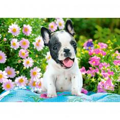 500 piece puzzle : French Bulldog Puppy