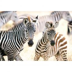 1000 piece puzzle : Young Zebras 