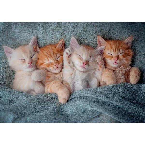1000 piece puzzle: The sweetest kittens - Castorland-105144-2