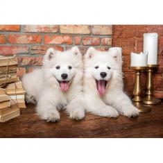 1000 piece puzzle: Samoyed puppies say hello