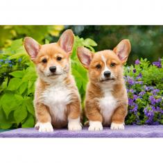 Puzzle de 1000 piezas: Cachorros Corgi Galés