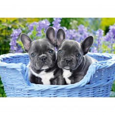 Puzzle 1000 pièces : Chiots Bouledogue français