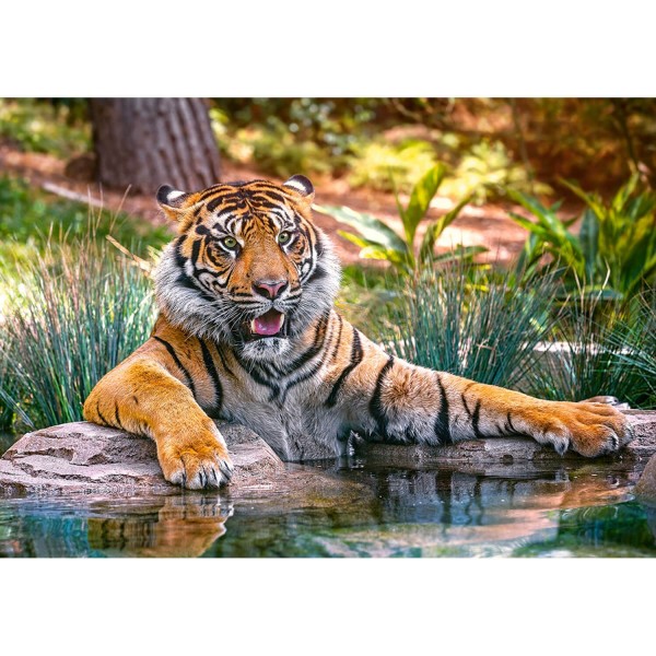 Puzzle 500 pièces : Tigre de Sumatra - Castorland-52745