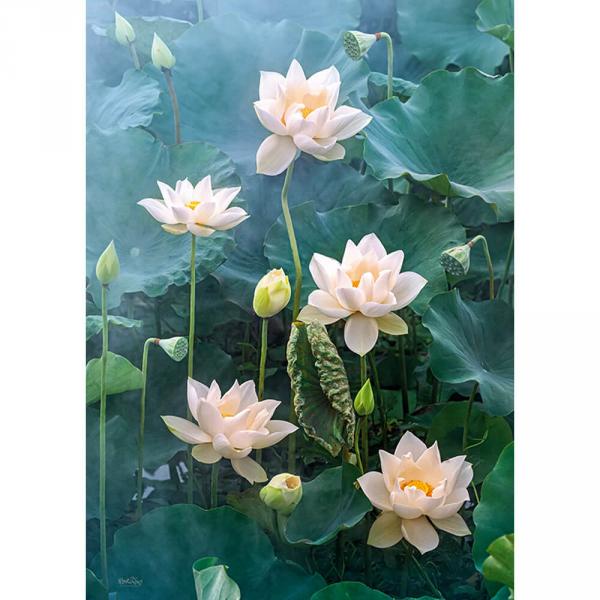 1000 Teile Puzzle: Weißer Lotus - Timaro-30158