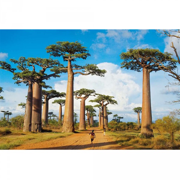 Puzzle 1000 pièces : Baobabs à Madagascar - Clementoni-39272