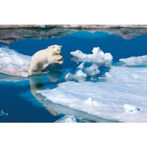 Puzzle 1000 pièces : National Geographic : Ours blanc sur la banquise - Clementoni-39304