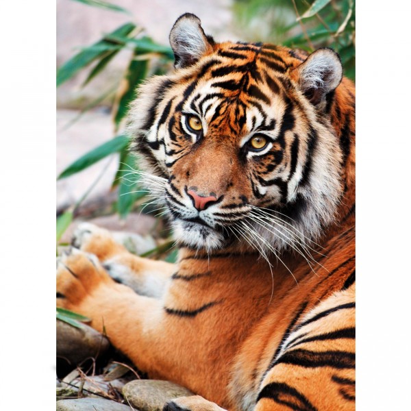 Puzzle 1000 pièces : Tigre de Sumatra - Clementoni-39295
