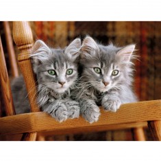 Puzzle 500 pièces : Deux chatons aux aguets