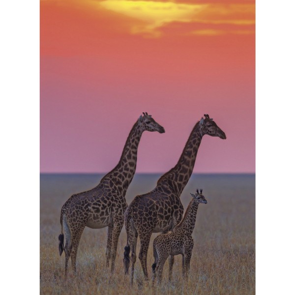 Puzzle 500 pièces : Girafes - Clementoni-30339